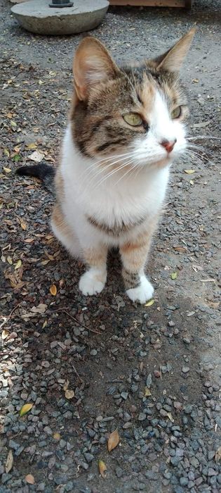 Кицюня шукає родину