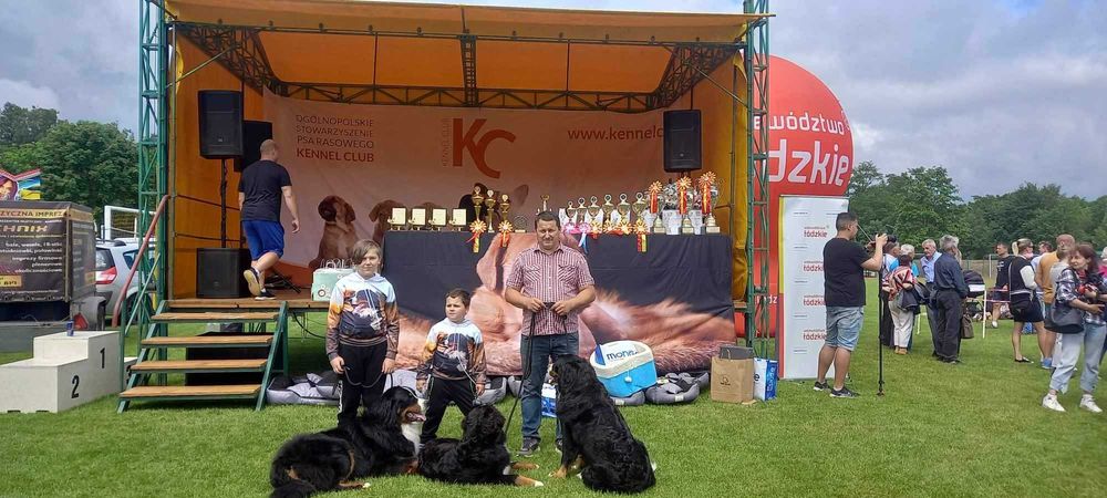 Szczeniak Berneński pies pasterski