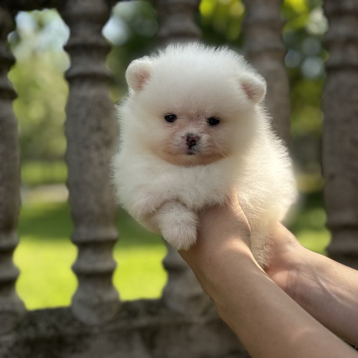 ляльковий ведмедик шоу класса