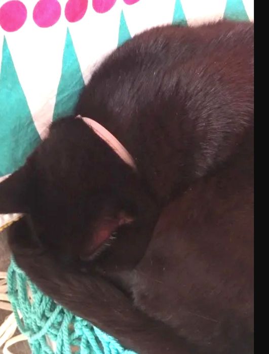 Coleira desparasitante