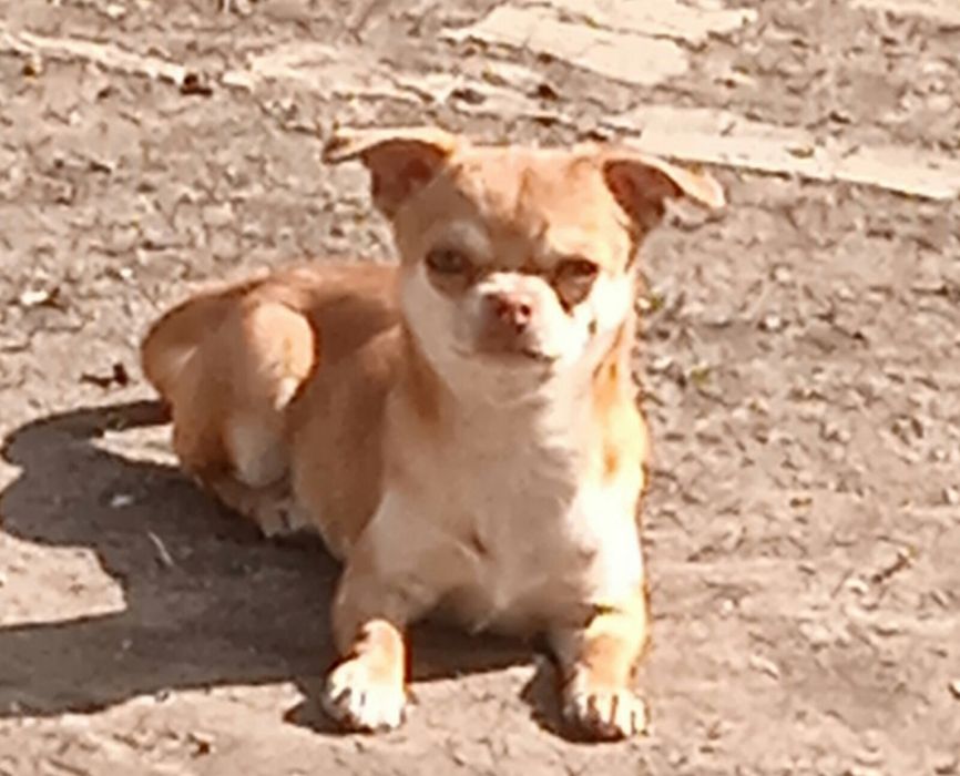 Кобель чихуа-хуа