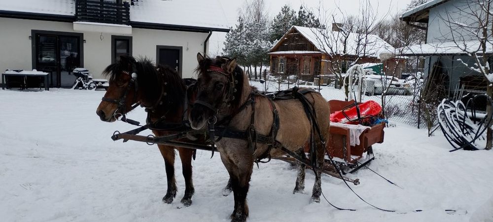 Sprzedam klacz Konik Polski