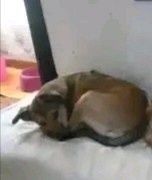 Cadela para adoção