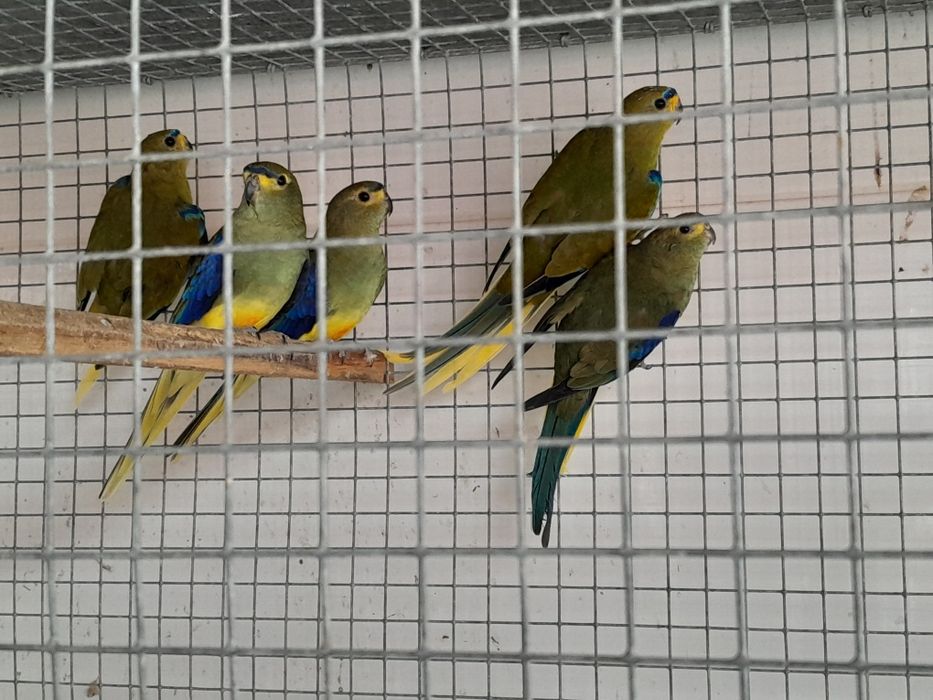 Neophema Asa Azul
