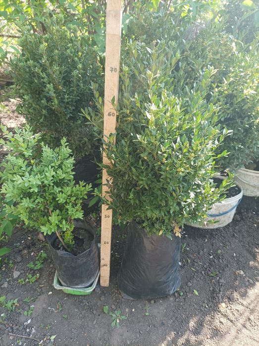 Саженцы САМШИТ Вечнозеленый