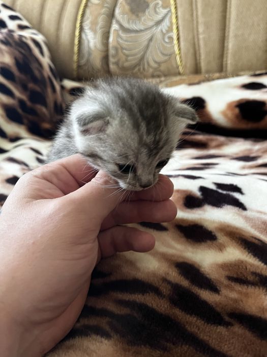 Кошенята шотландські