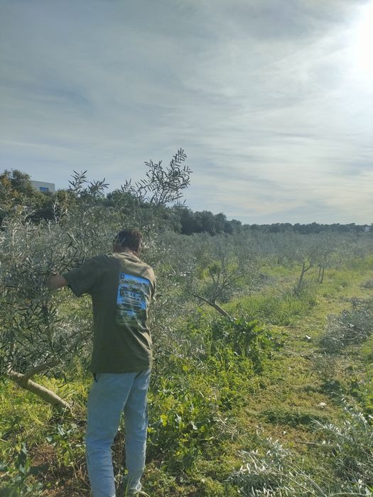 Limpeza de terrenos Serviços Agrícolas
