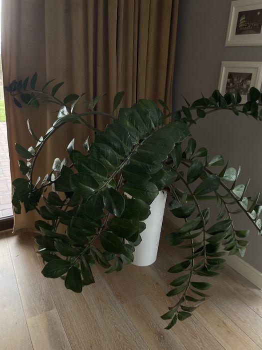 Ogromna Zamia Kwiat