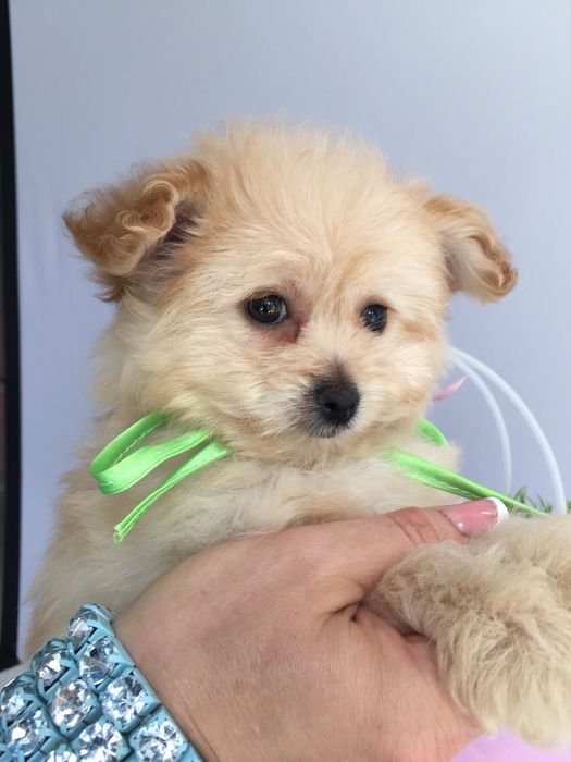 Помапу гарненькі дівчатка