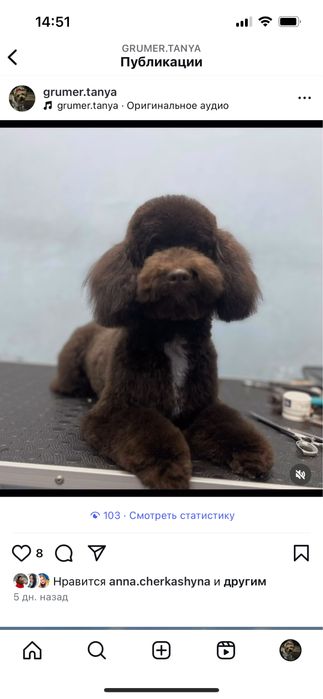 Груминг собак холодная гора