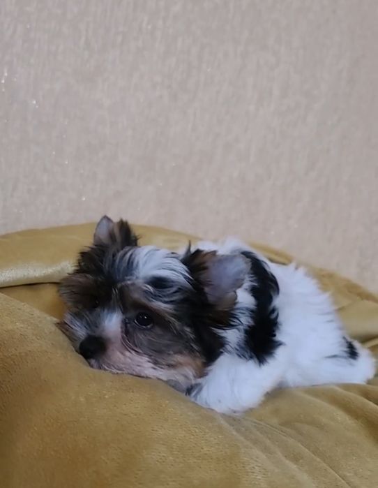 Дівчинка  Дніпро  Біверятко