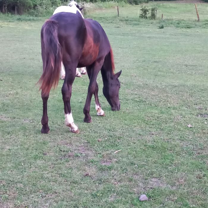 Продам жеребця, молоді коні