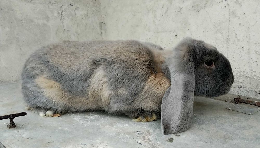 Кролі французький баран