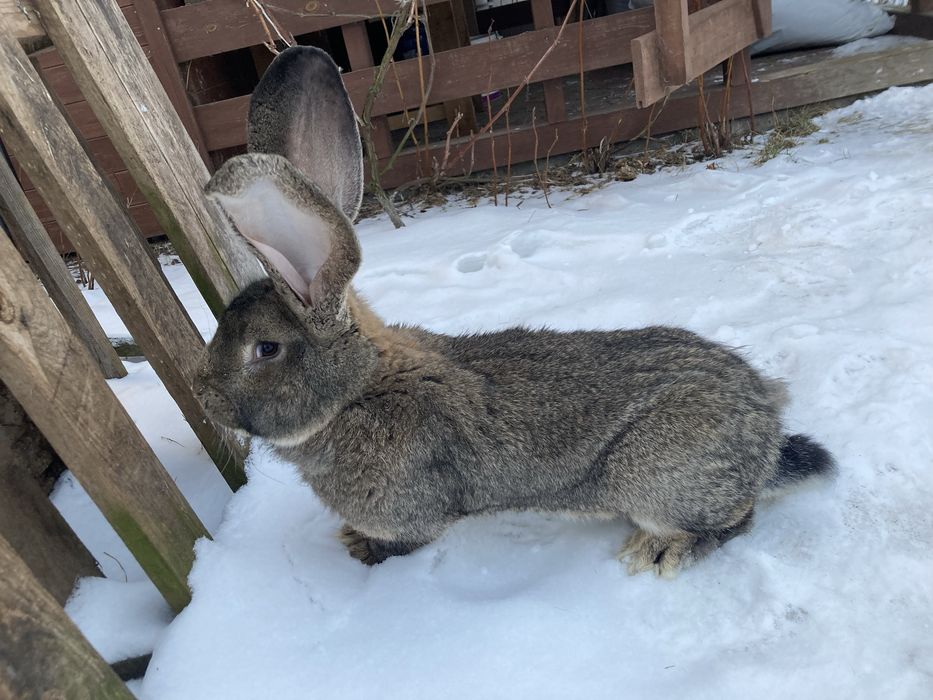 Królik Samiec Olbrzym Belgijski