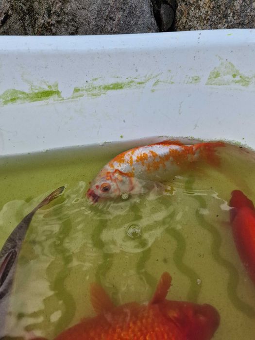 Ryby do oczka wodnego karp koi butterfly karaś orfa
