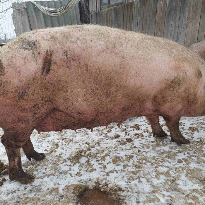 Продам свиноматку