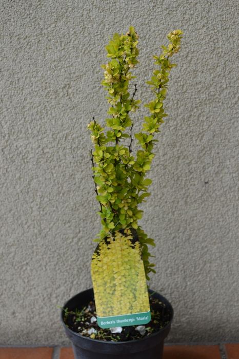 berberys thunberga mix odmian