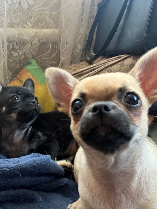 Песики в люблячу родину