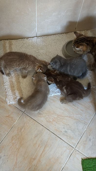 British shorthair
