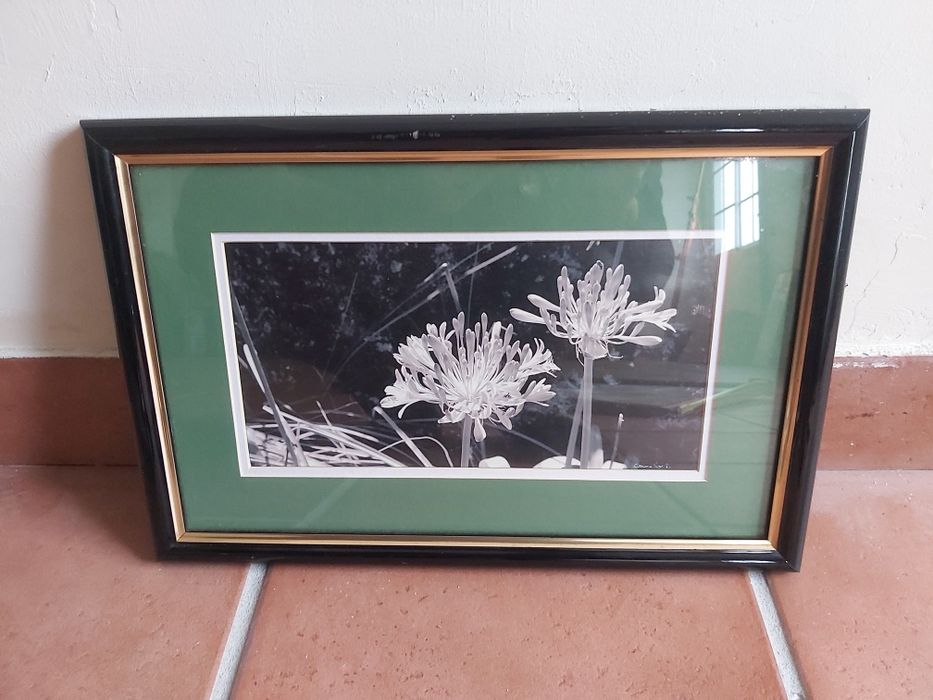 Quadro Agapantos fotografia 42x30cm