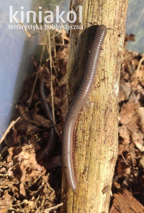Krocionóg kenijski - Telodeinopus aoutii