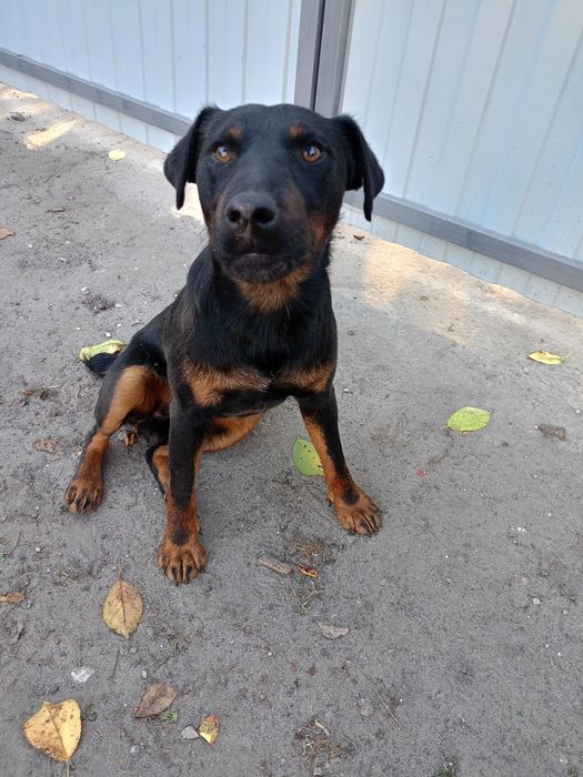 Ягдтерєр для вязки