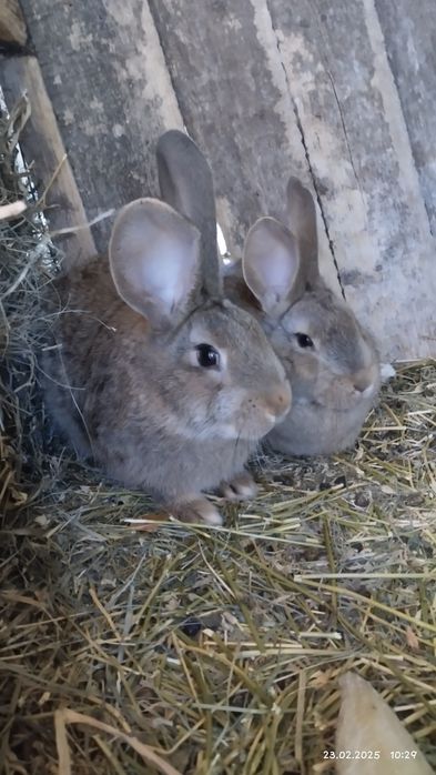 Продаються  Кролики