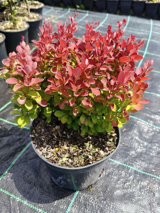 Berberys Thunberga 'Ruby Star' w doniczce