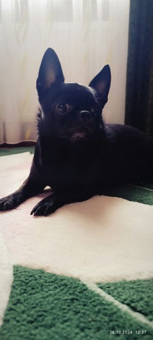 Вязка Чихуахуа кабель 4 года