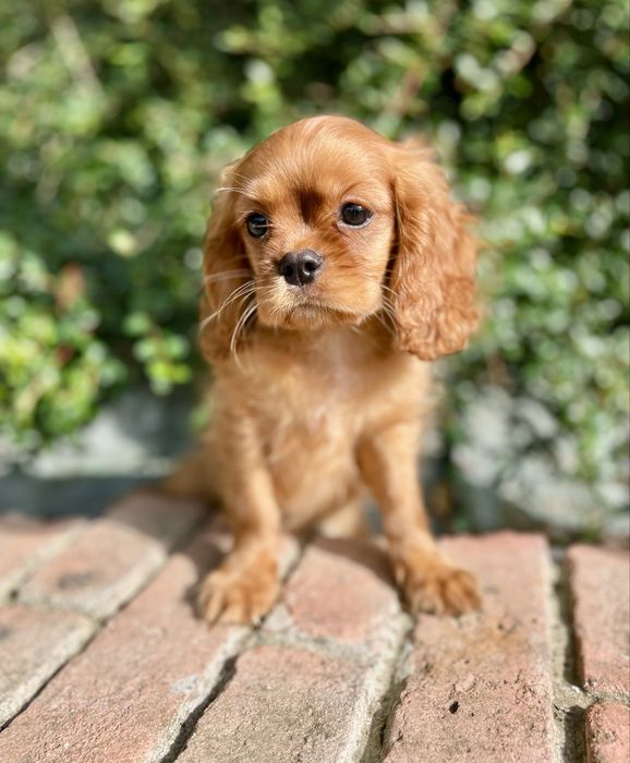 Cavalier king charles spaniel samiec