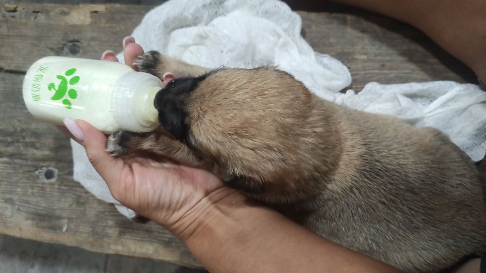 Щенки ищут дом бесплатно