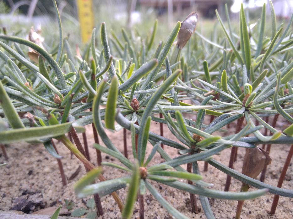 Jodła Kaukaska 5-10 cm