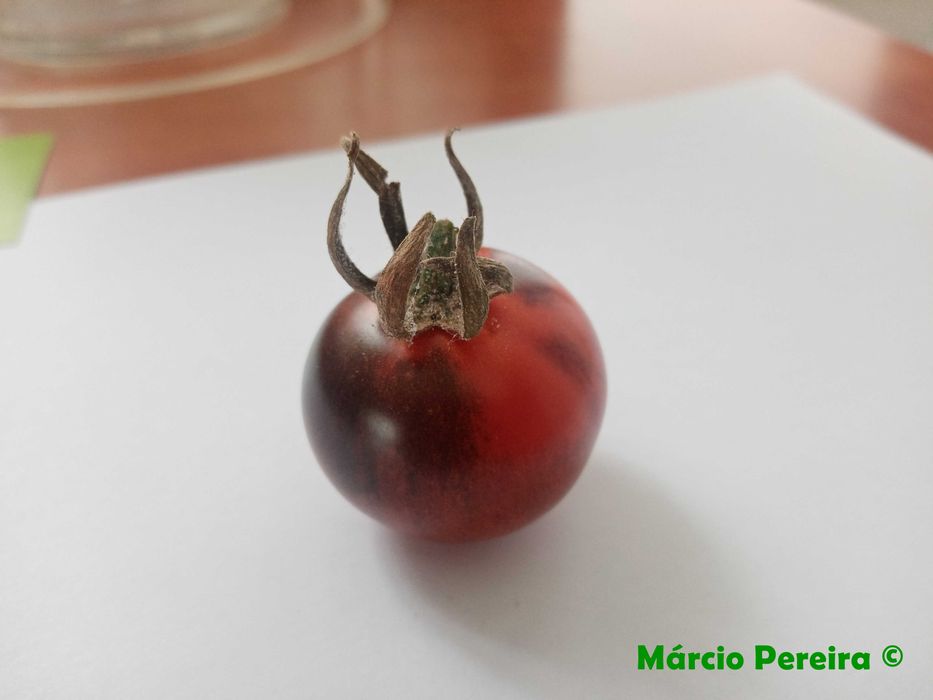 20 Sementes Tomate Osu Blue Variedade Rara
