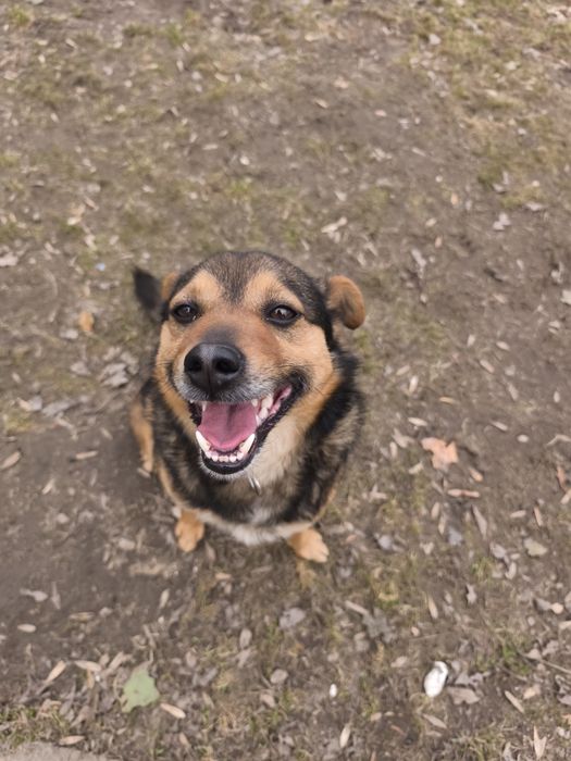 Wesoły Archi do adopcji!!! Pieski dowozimy!!!