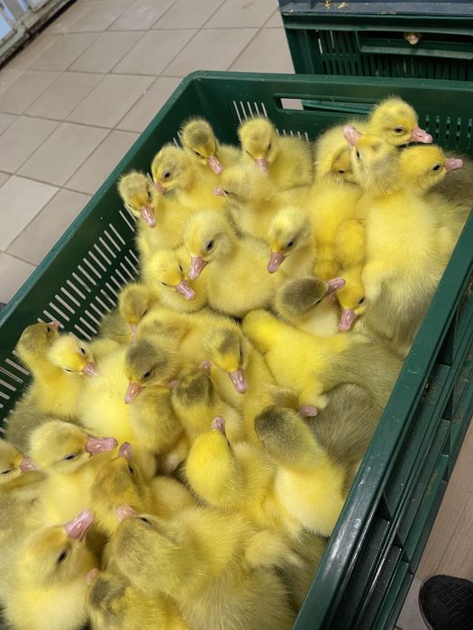 Продам гусенят,каченят,курчат