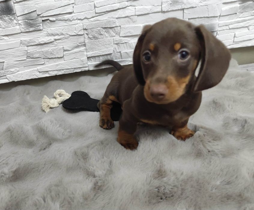 Jamnik Jamniczek miniaturka Czekoladowy