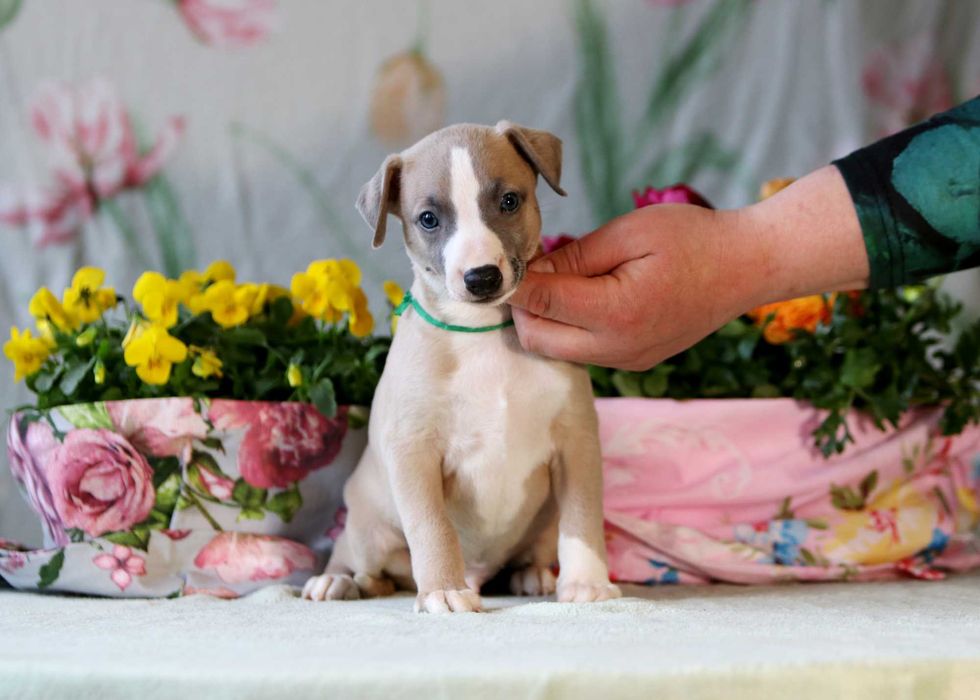 Whippet Chart angielski ZKwP/FCI wyjątkowy piesek THEO