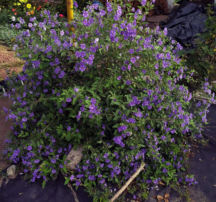 «Картопляне дерево» (Паслін Рантоннеті, Паслін горечавковидний)