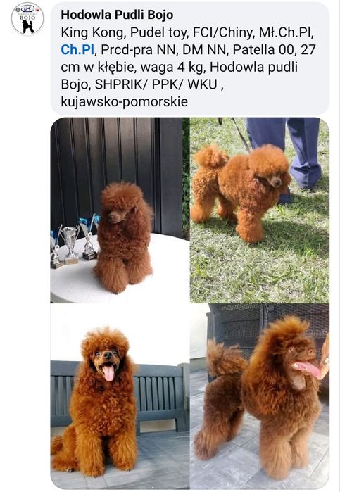 Pudel miniaturowy sunia czarna