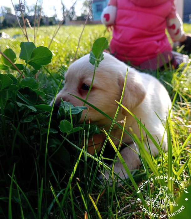 Labrador retriever biszkoptowa suczka rodowód