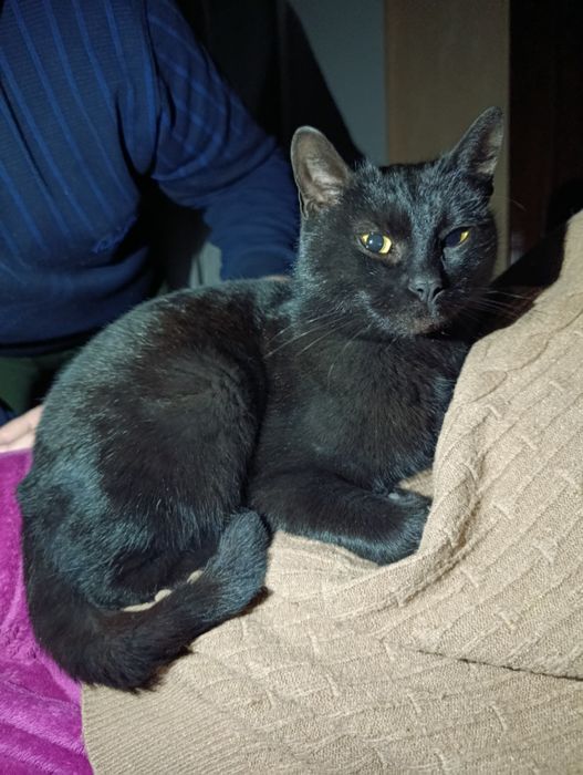 Знайшлась молода чорна кішка