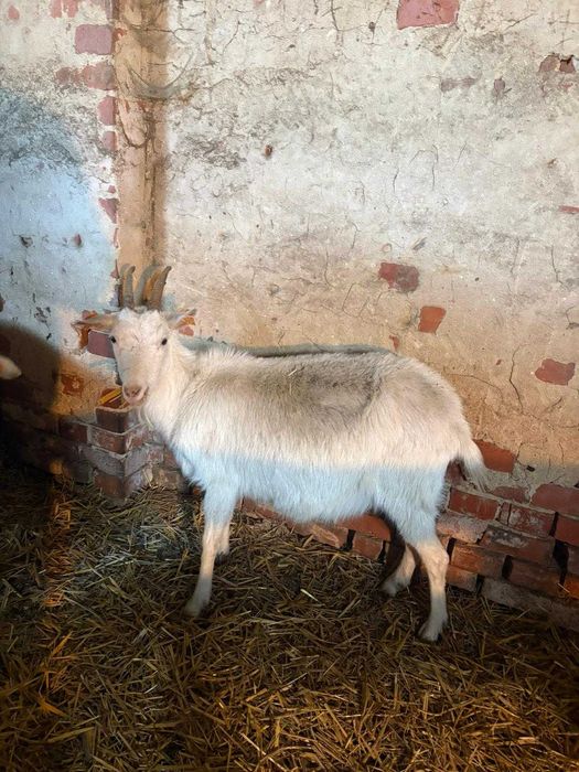 sprzedam kozy likwidacja stada