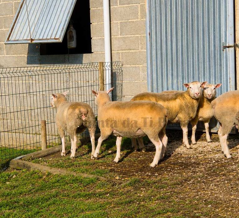 Borregas Texel Puras