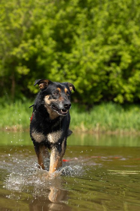 Tary – energiczny mix owczarka niemieckiego, który czeka na swój dom