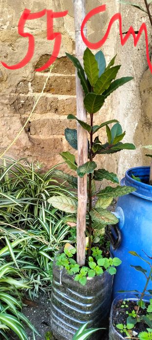 Árvores de loureiro /folhas /ramos (biológicos)