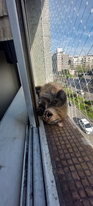 Rede de Proteção para Gatos