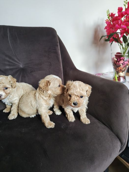 Piesek maltipoo F1
