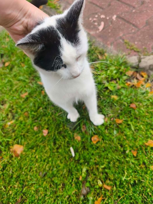 Kotki do adopcji