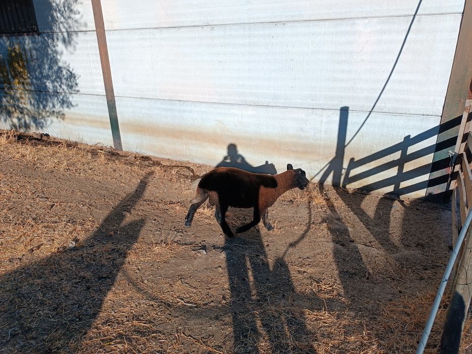 Vendo borrego cruzado sufolk