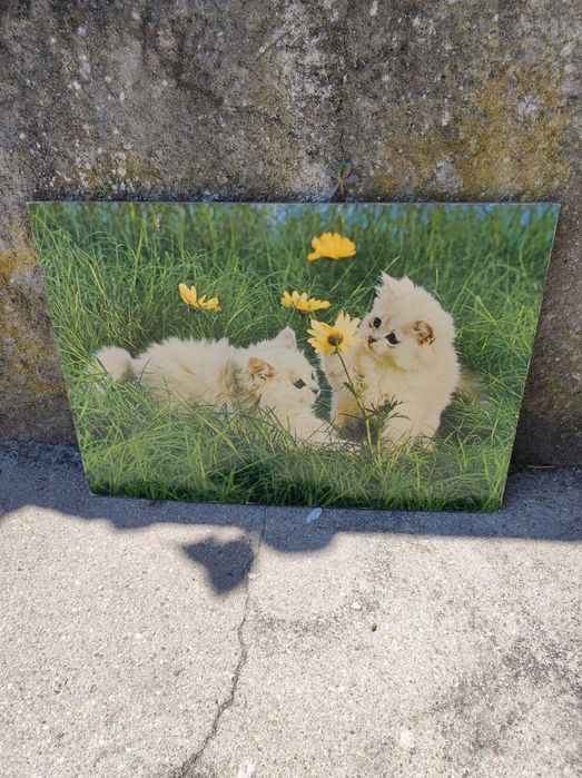 Quadros de parede para dar